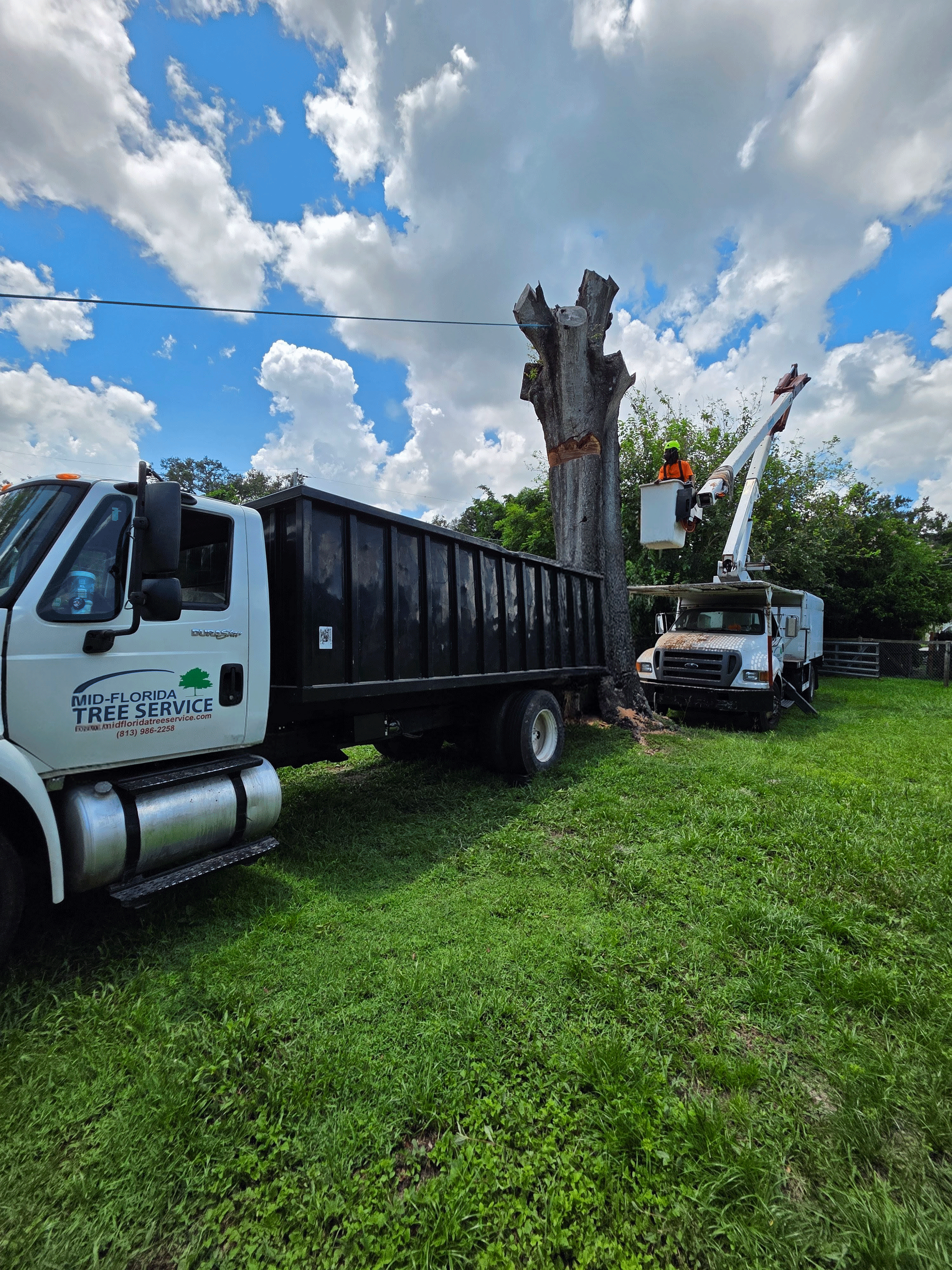 Tree removal in progress: bucket truck next to a truck with a dump bed; both are parked on grass with a partially cut tree.
