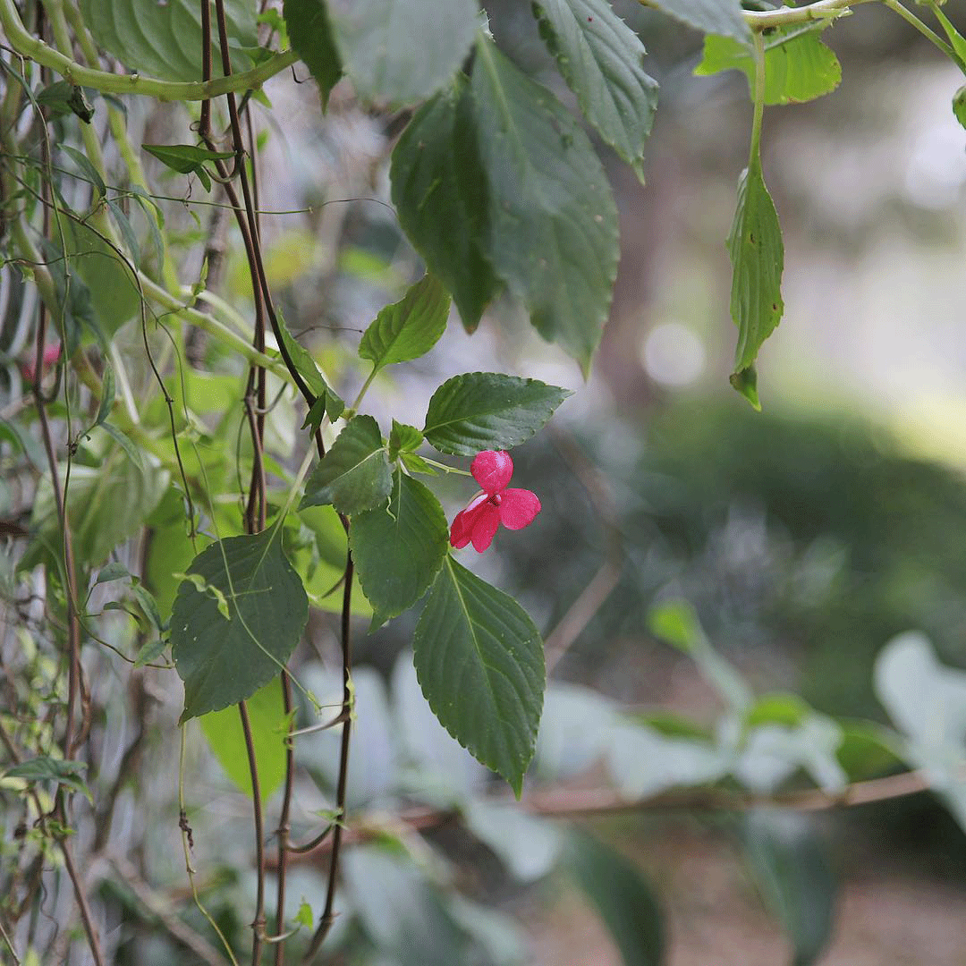 Pink flower blooming amidst green leaves and vines.