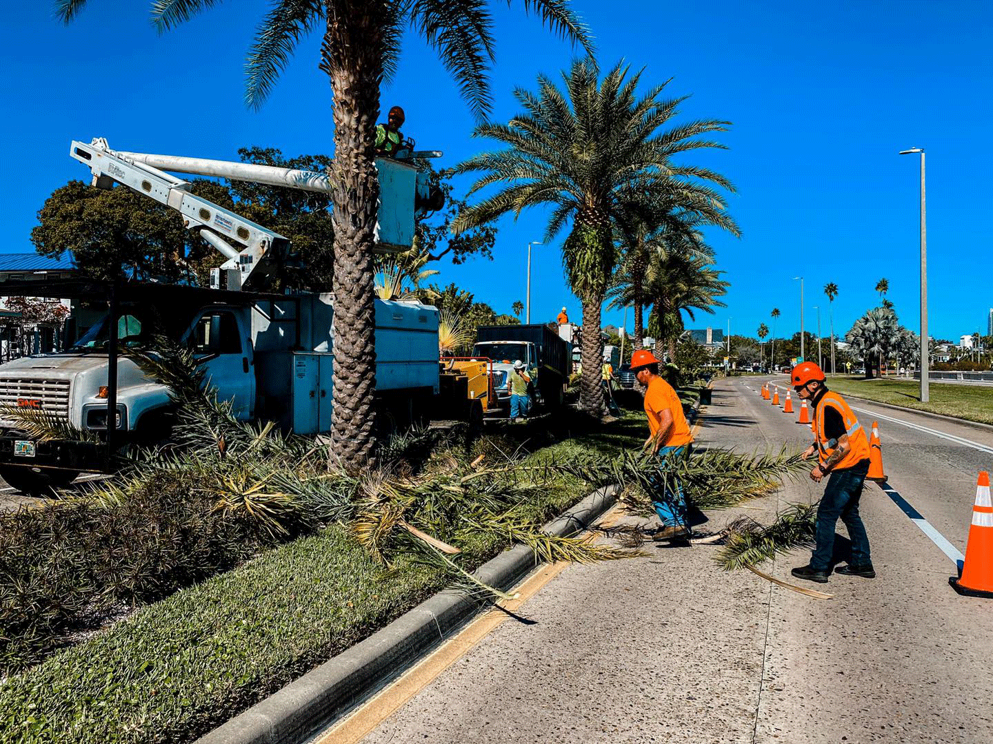 Two workers in orange vests gather branches near a palm tree and parked truck on a sunny road.