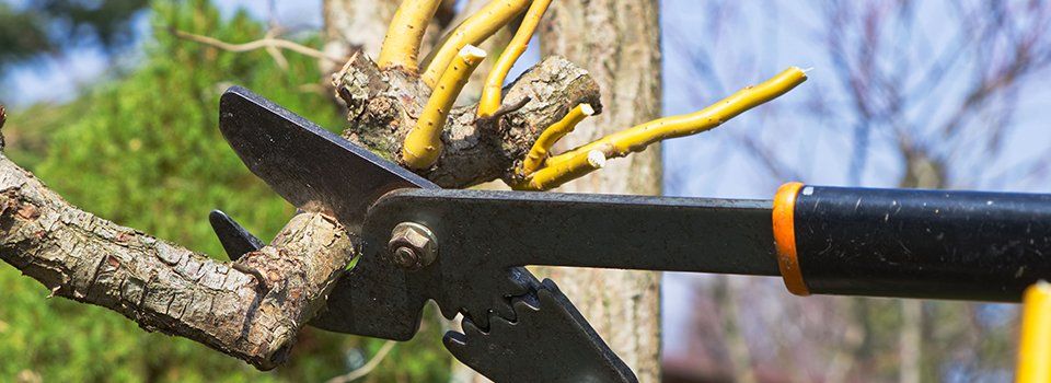 tree pruning