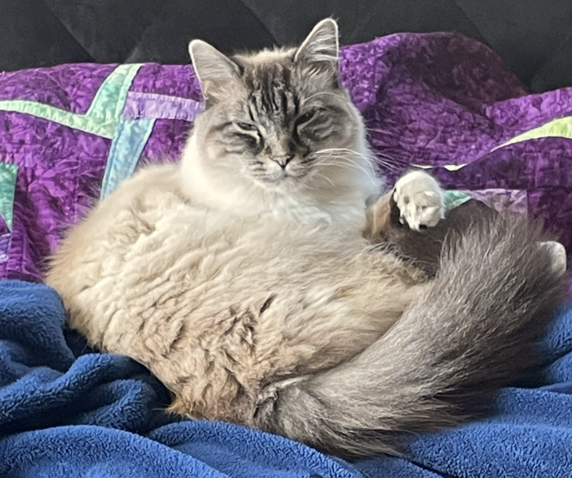 white and grey fluffy cat