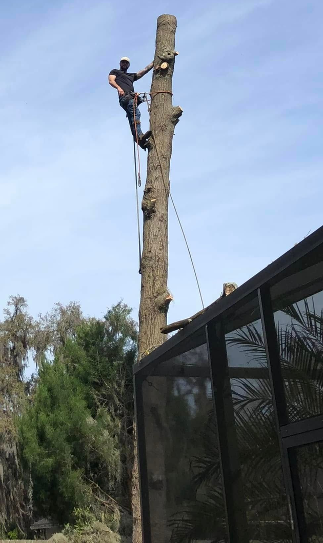 Worker trimming a tall tree trunk beside a building, with a safety rope attached.