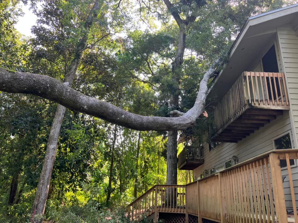 Large tree branch stretching beside a house with wooden decks in a wooded yard.