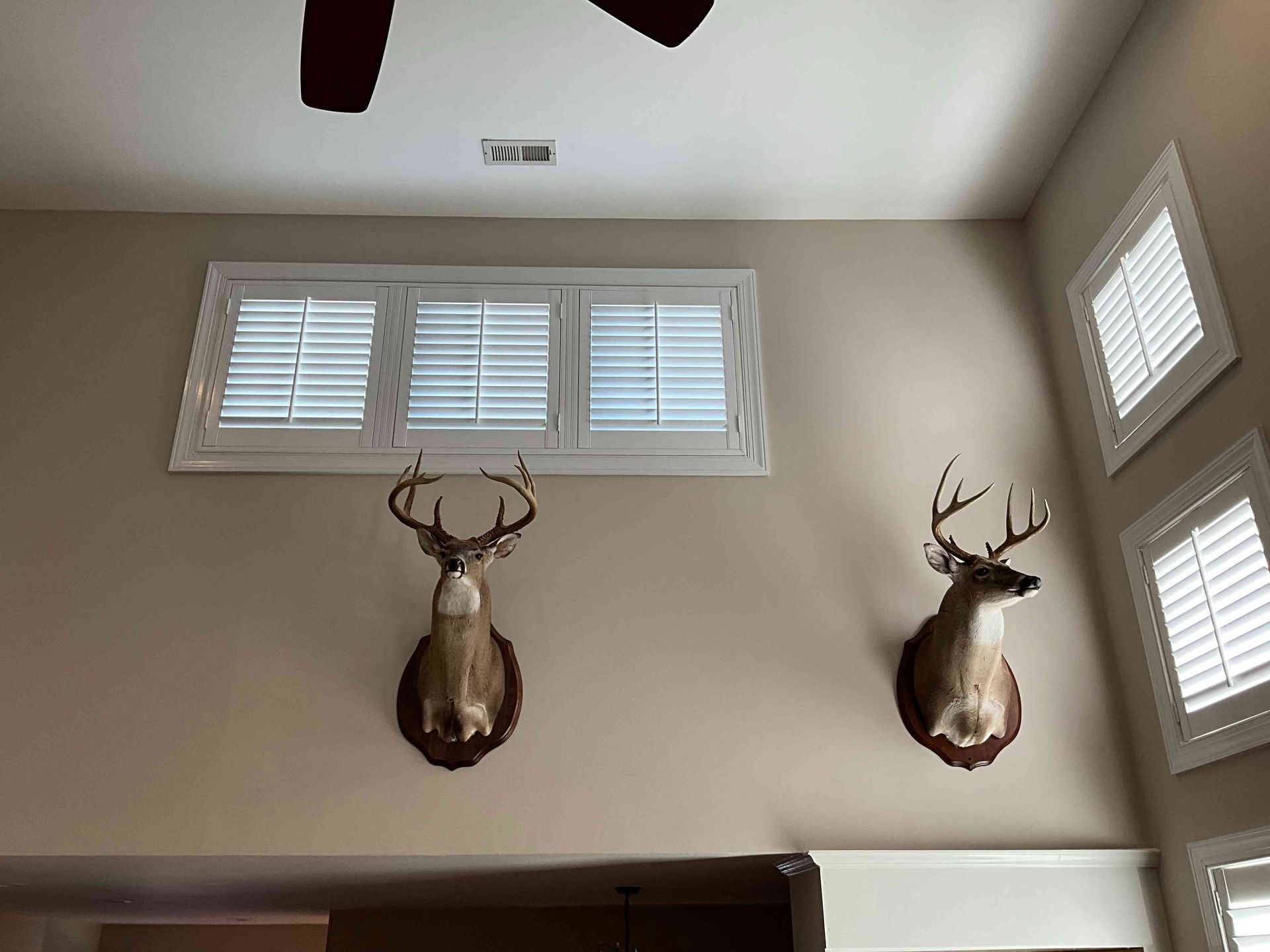 Living room wall with two mounted deer heads beneath a row of windows and shutters