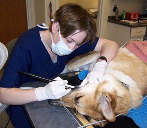 veterinarian removing plaque accumulation on the teeth of a dog