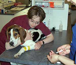 Veterinarian giving Injection to a dog