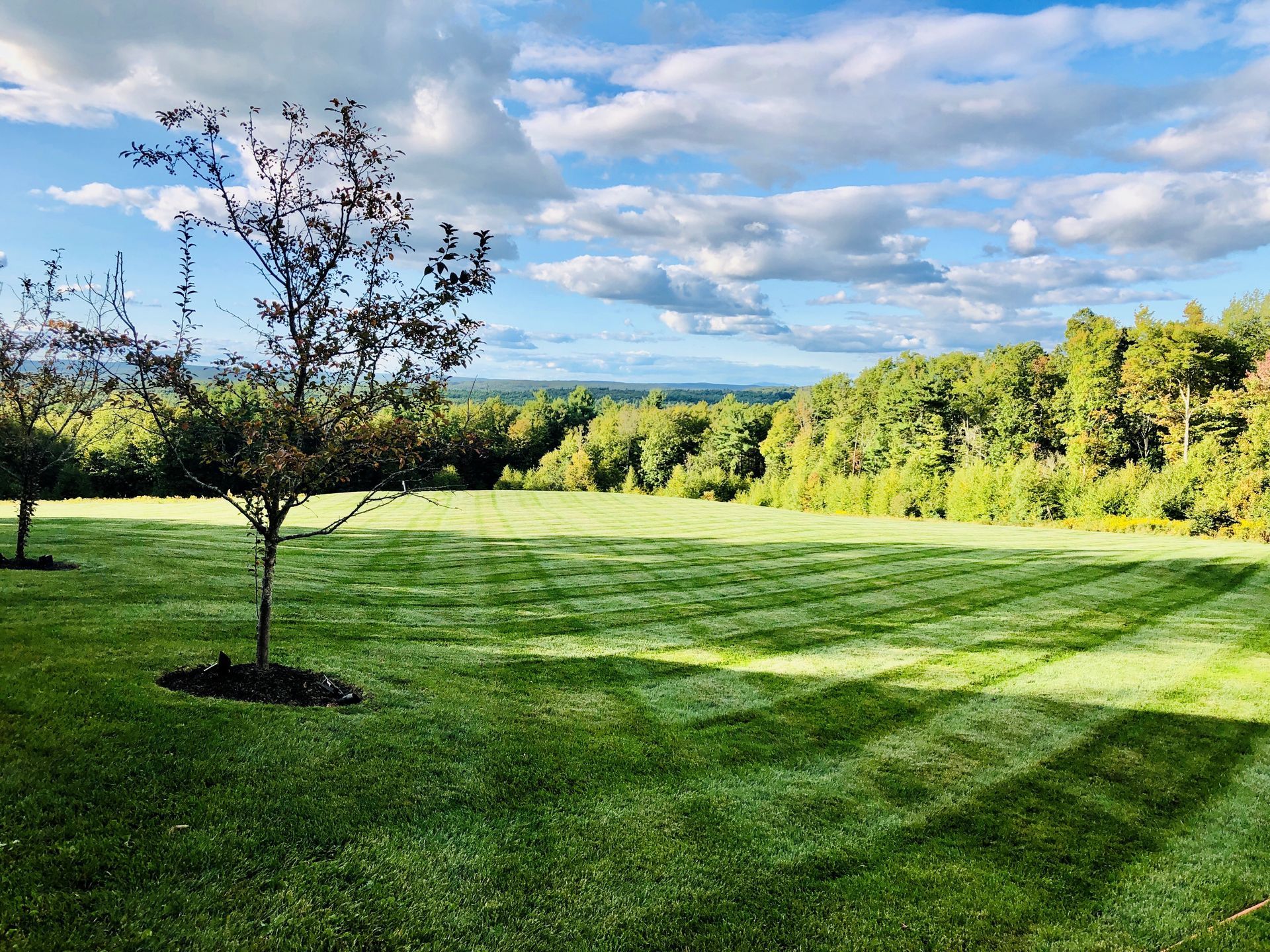 Sunny green park lawn with a lone tree and forested hills under a partly cloudy sky