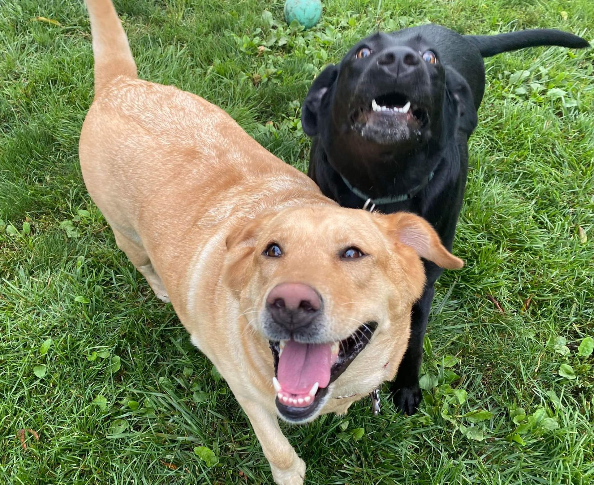 Yellow lab and black lab smiling at the camera.
