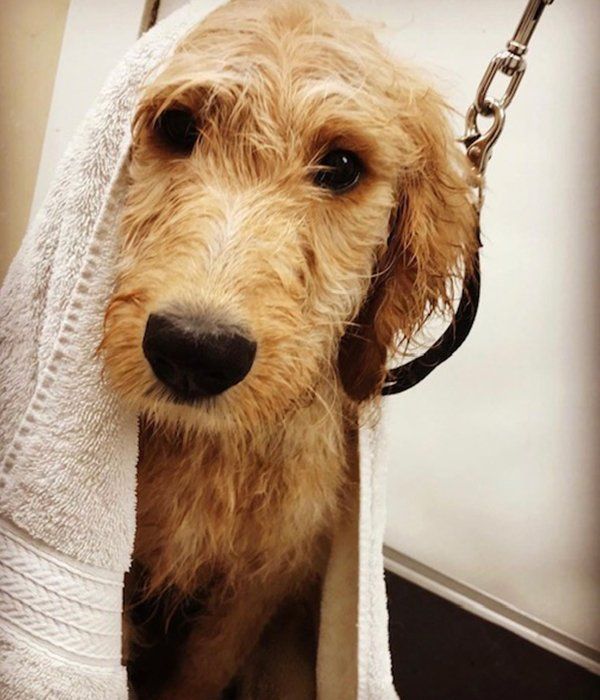 Dog bathing