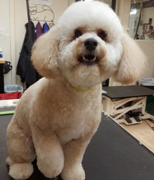 White dog