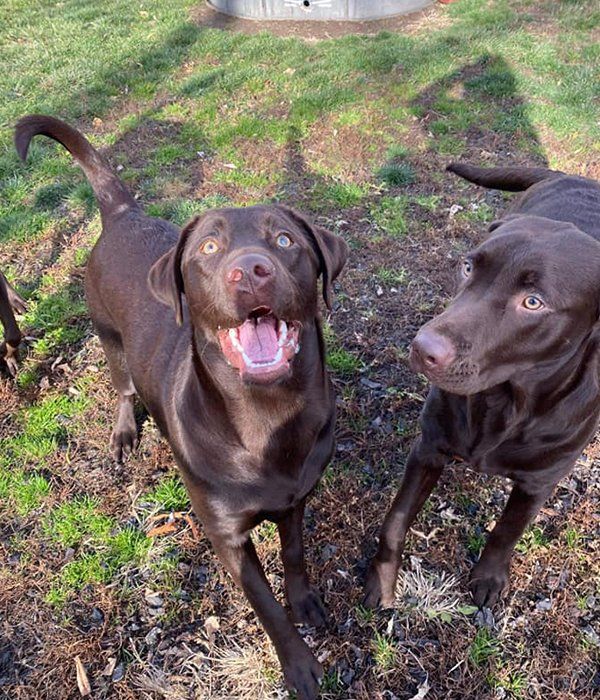 Dogs playing