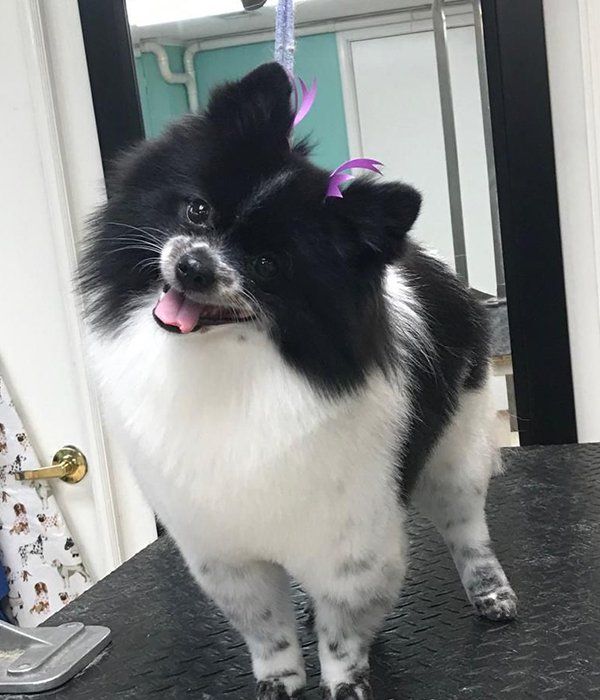 Black and white dog