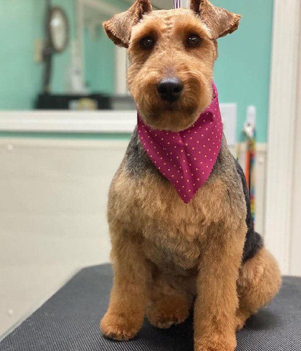 Dog Grooming
