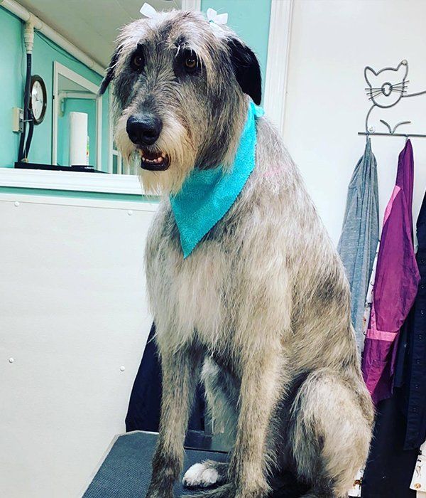 Gray and white dog