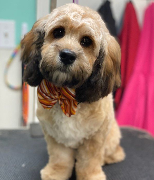 Dog Grooming