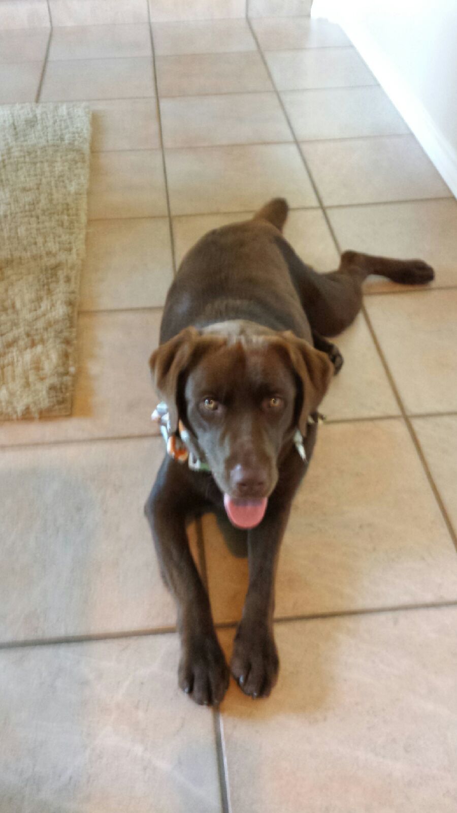 Pretty Pooch Pet Salon Photo Gallery