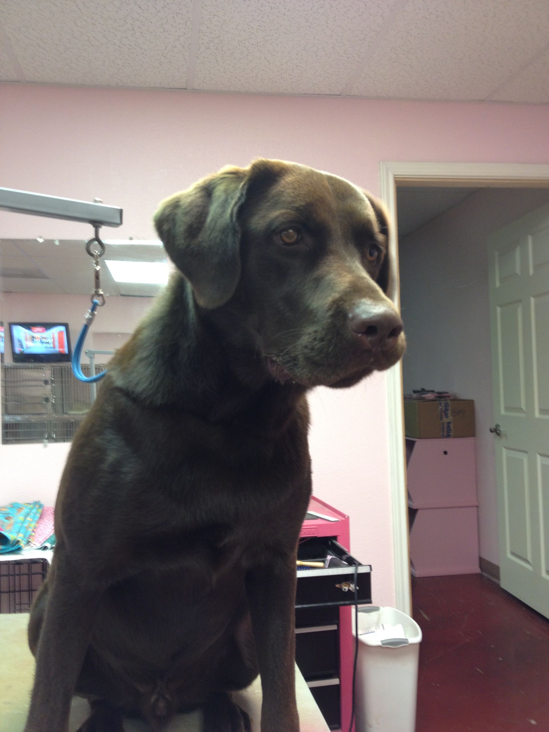 Pretty Pooch Pet Salon Photo Gallery