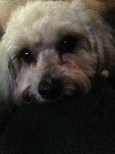 Pretty Pooch Pet Salon Photo Gallery