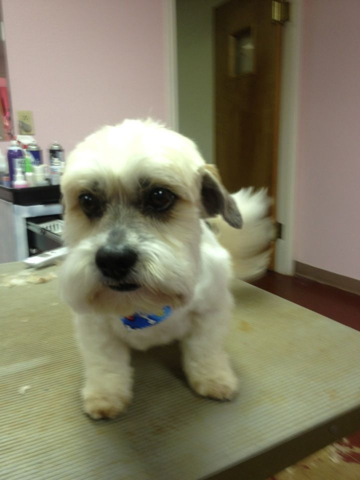 Pretty Pooch Pet Salon Photo Gallery