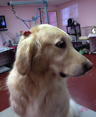 Pretty Pooch Pet Salon Photo Gallery