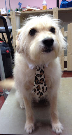 Pretty Pooch Pet Salon Photo Gallery