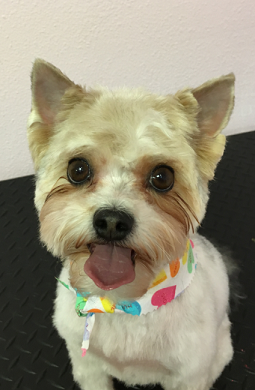 Pretty Pooch Pet Salon Photo Gallery