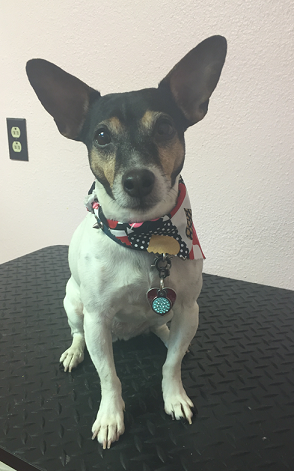 Pretty Pooch Pet Salon Photo Gallery