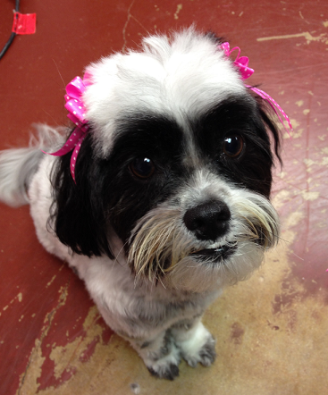 Pretty Pooch Pet Salon Photo Gallery