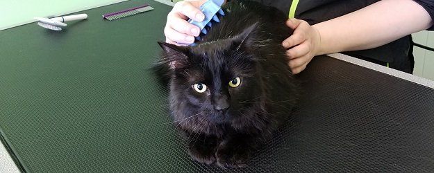 cat nail clipping service near me