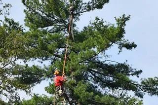 A tree worker in orange climbs a tall pine using ropes and a harness.