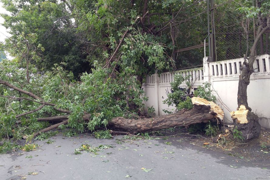 Tree fallen across a road beside a white fence, with branches and debris blocking the lane.