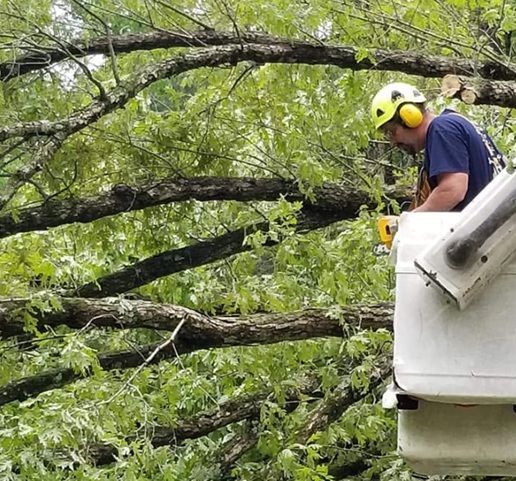 Out On A Limb Tree Care, Inc.