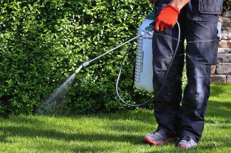 Learn More About Fertilization & Lawn Pest Control Lawn Pest Control