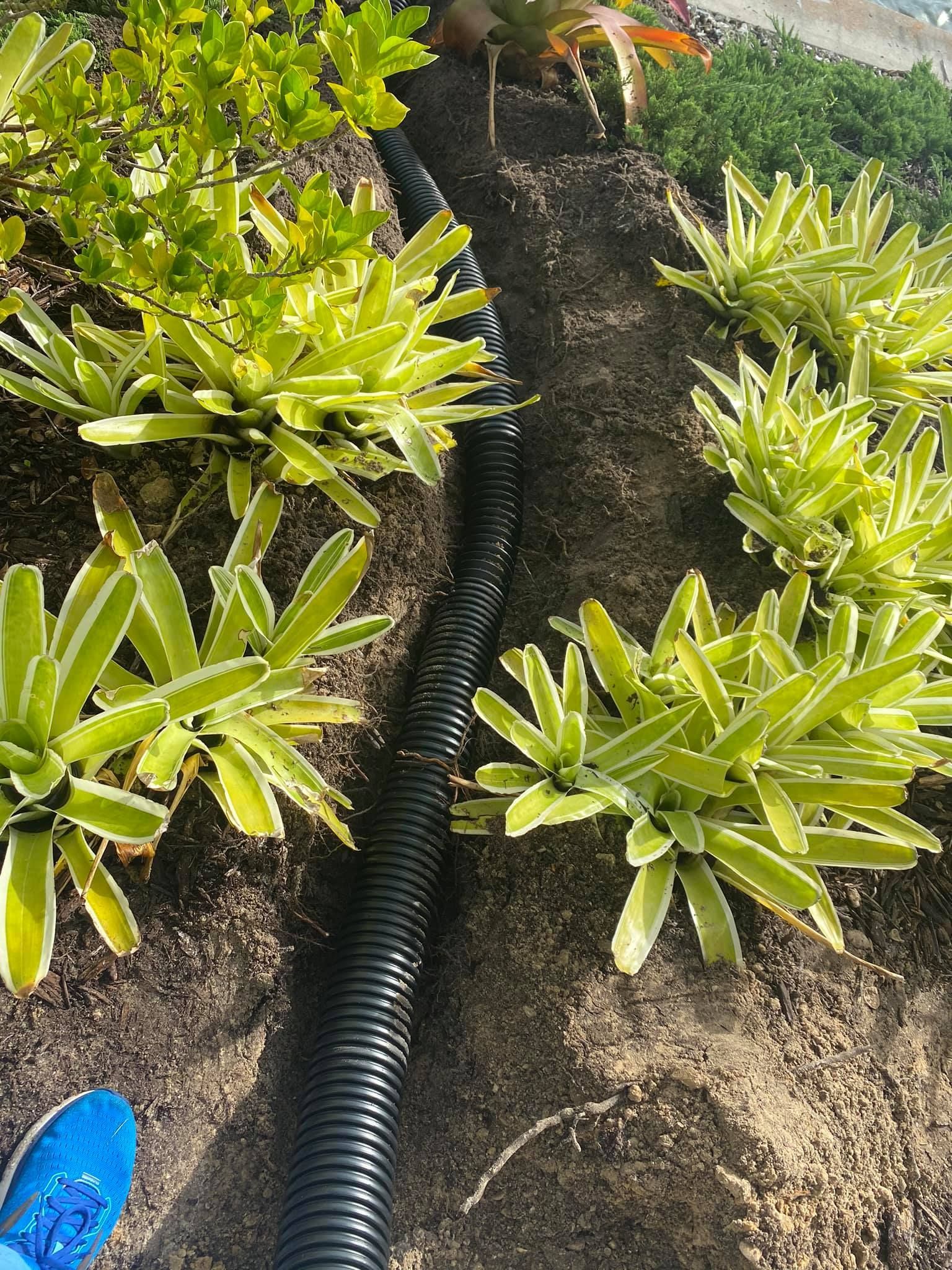 Black corrugated hose in soil between green plants in a garden bed