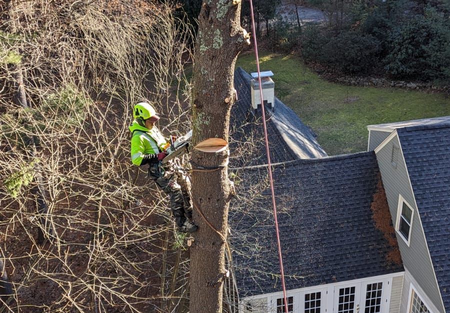 a man is climbing a tree with a chainsaw in front of a house .
