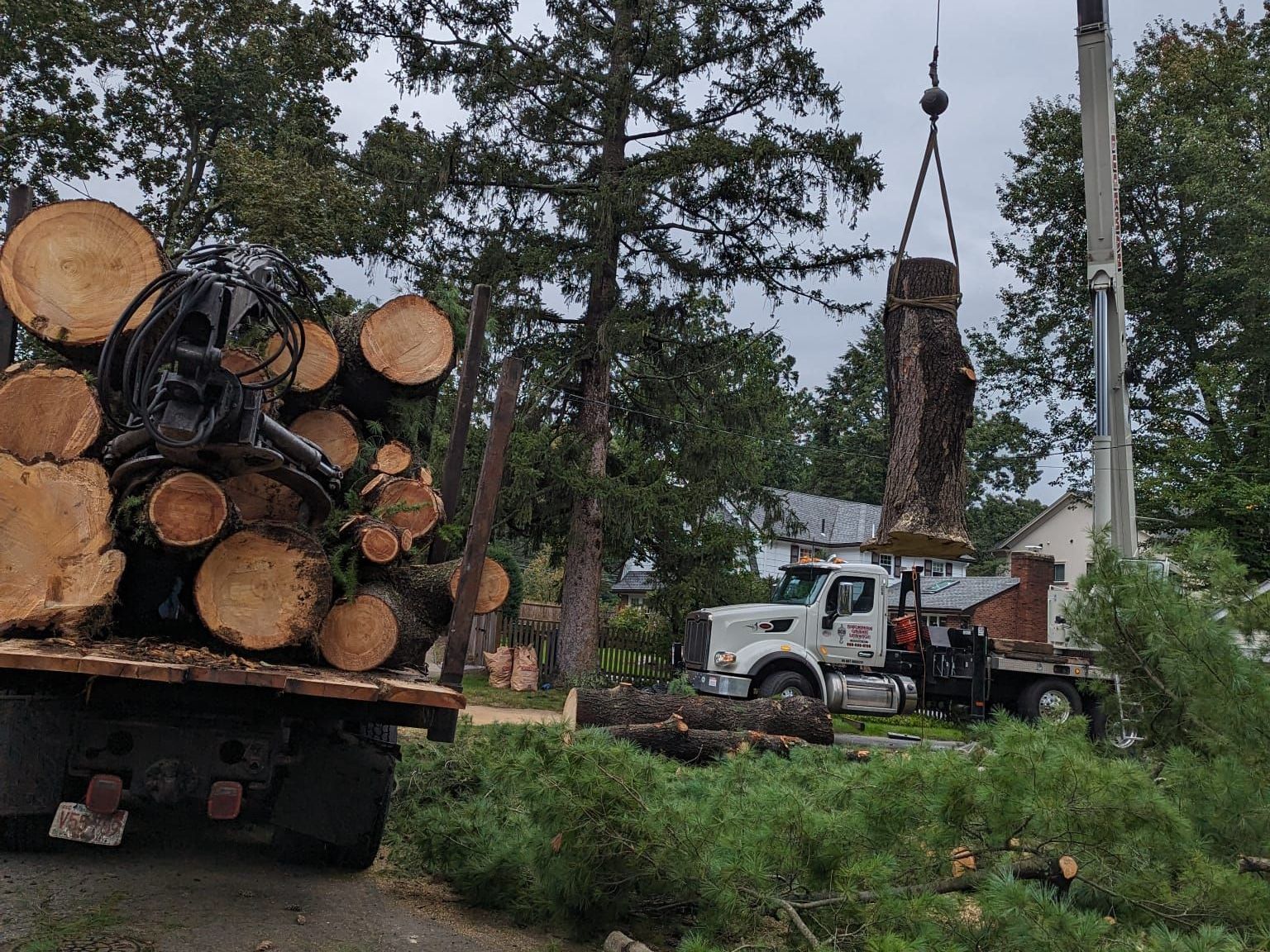 a large pile of logs is being lifted by a crane .