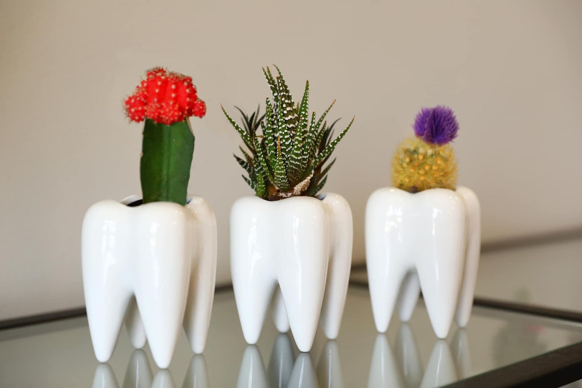 Three white tooth-shaped planters holding cacti and succulents.