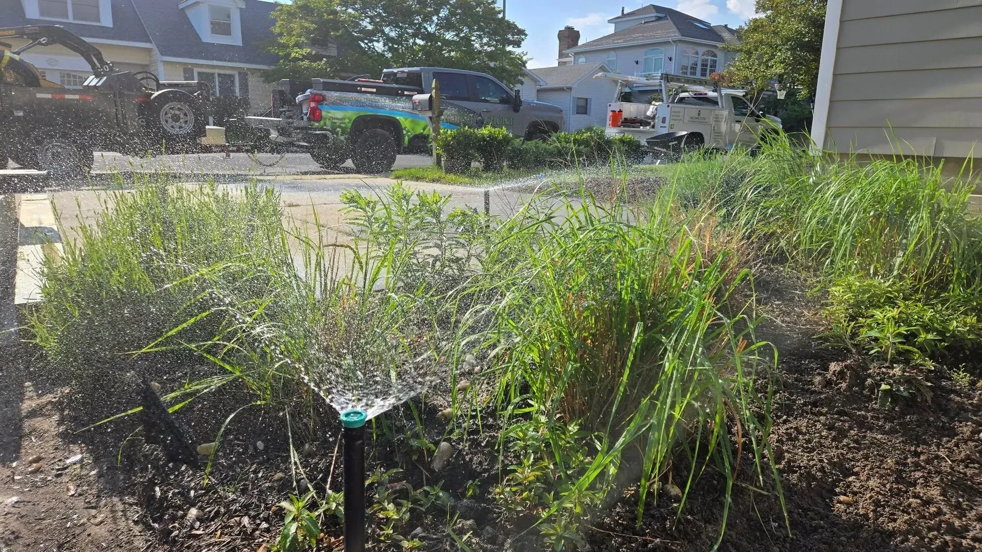 Overgrown garden bed in a sunny front yard with houses and parked cars across the street
