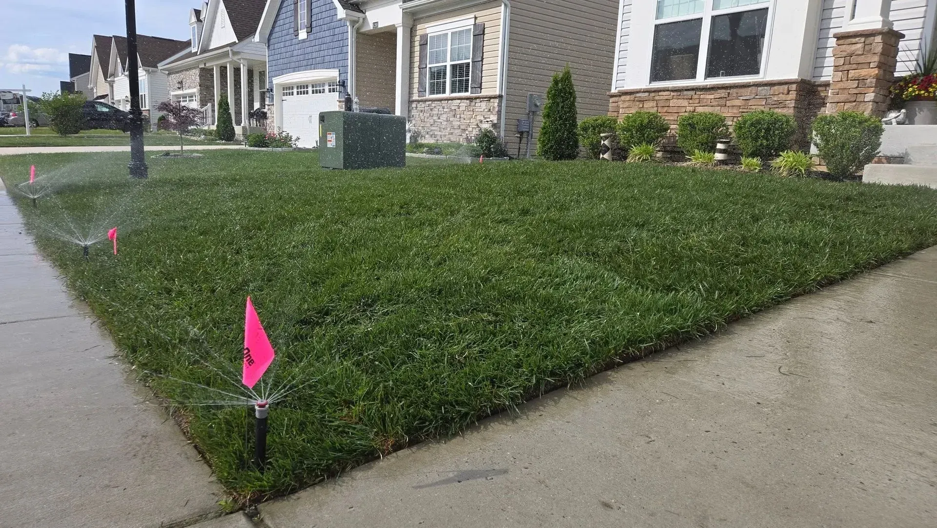 Newly planted lawn bordered by sidewalk and houses, marked with pink flags along the curb.