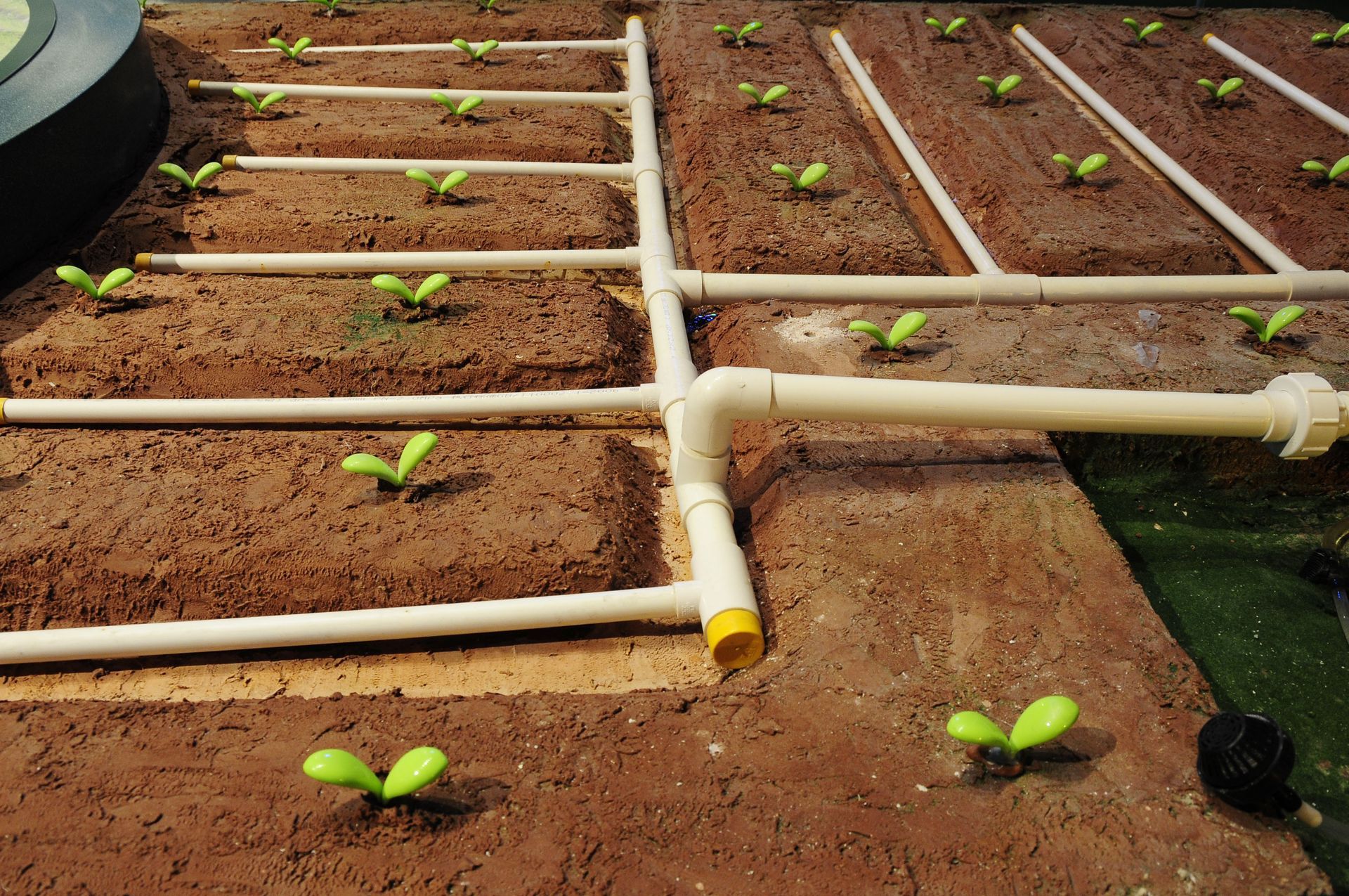 Young seedlings in a soil bed with white irrigation pipes in a greenhouse or garden setup