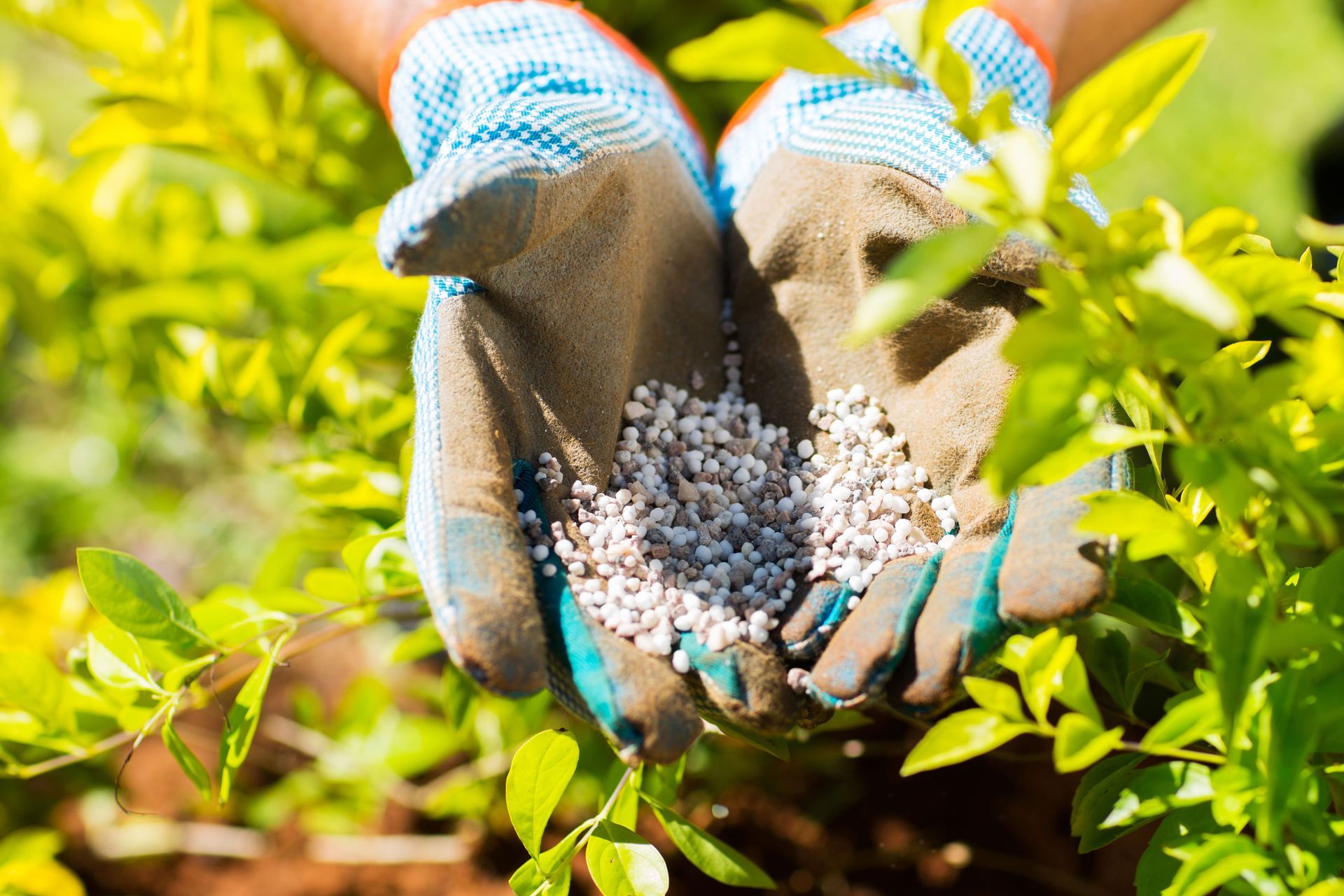 Gloved hands holding fertilizer pellets over green plants in a garden
