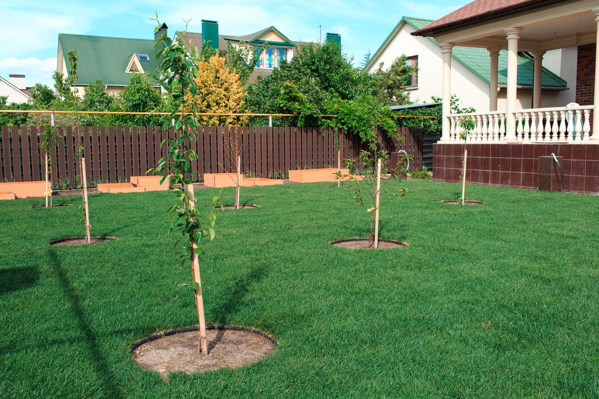 Young trees planted in a fenced suburban backyard with green lawn and houses in the background