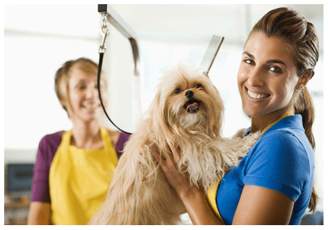 Pet salon services