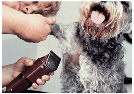 Best pet grooming services