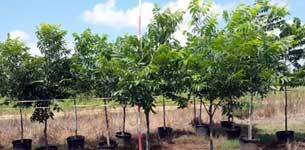 Healthy trees for sale