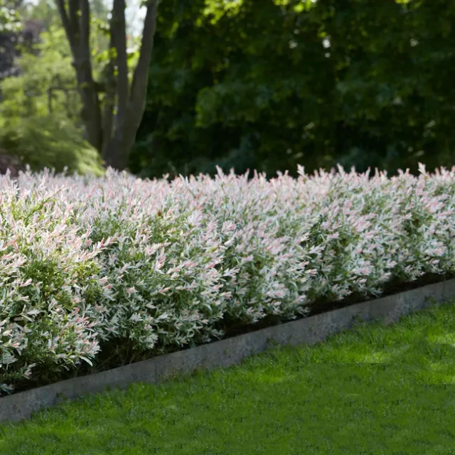 Wisconsin Trees And Shrubs