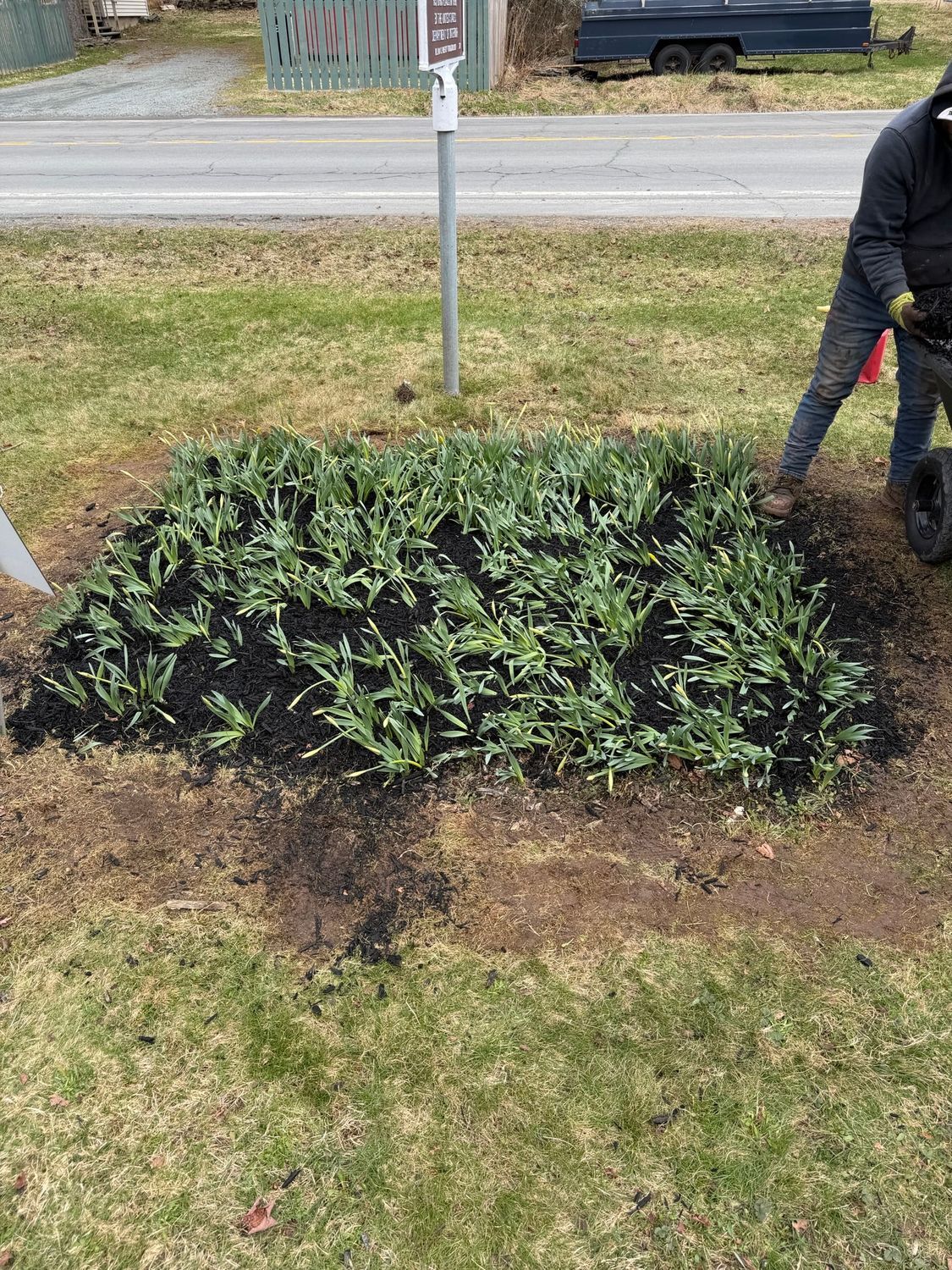 A person kneeling next to a rectangular garden bed planted with young green sprouts in fresh dark soil.