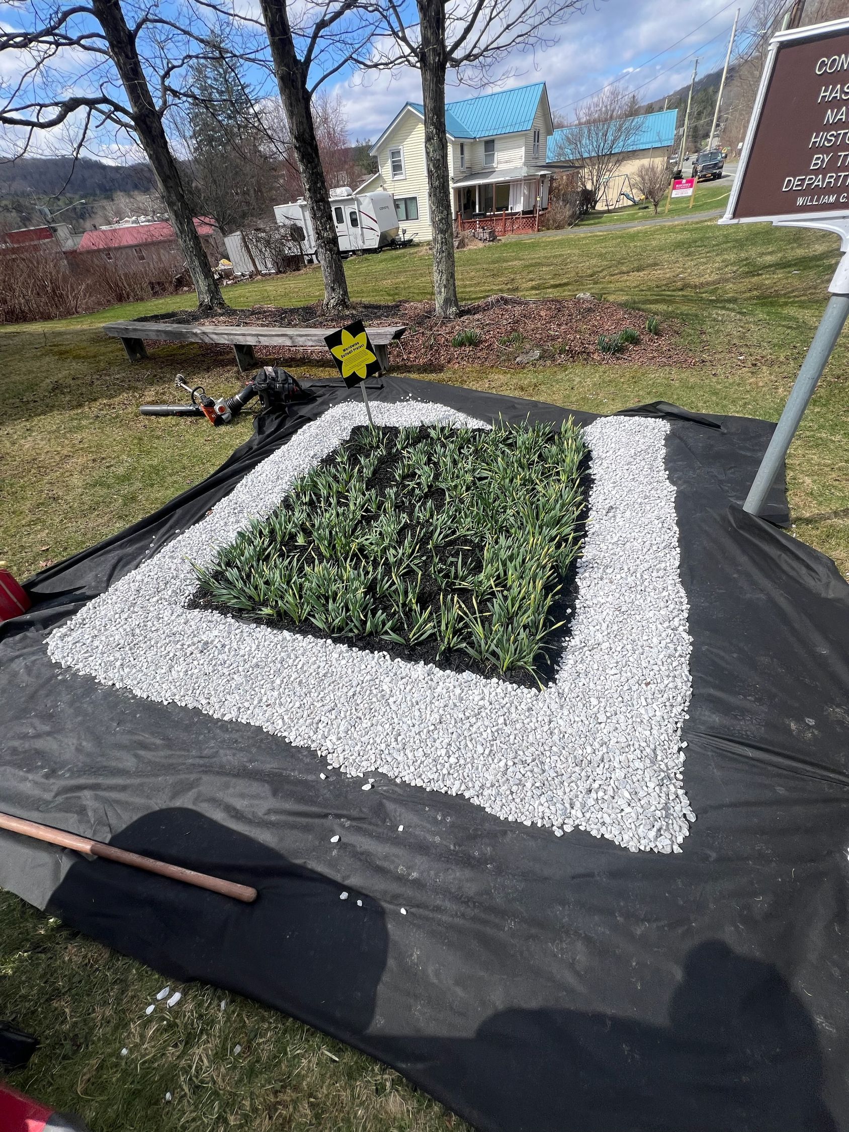 A rectangular patch of green groundcover plants, bordered by white gravel on a black landscape fabric in a grassy yard.