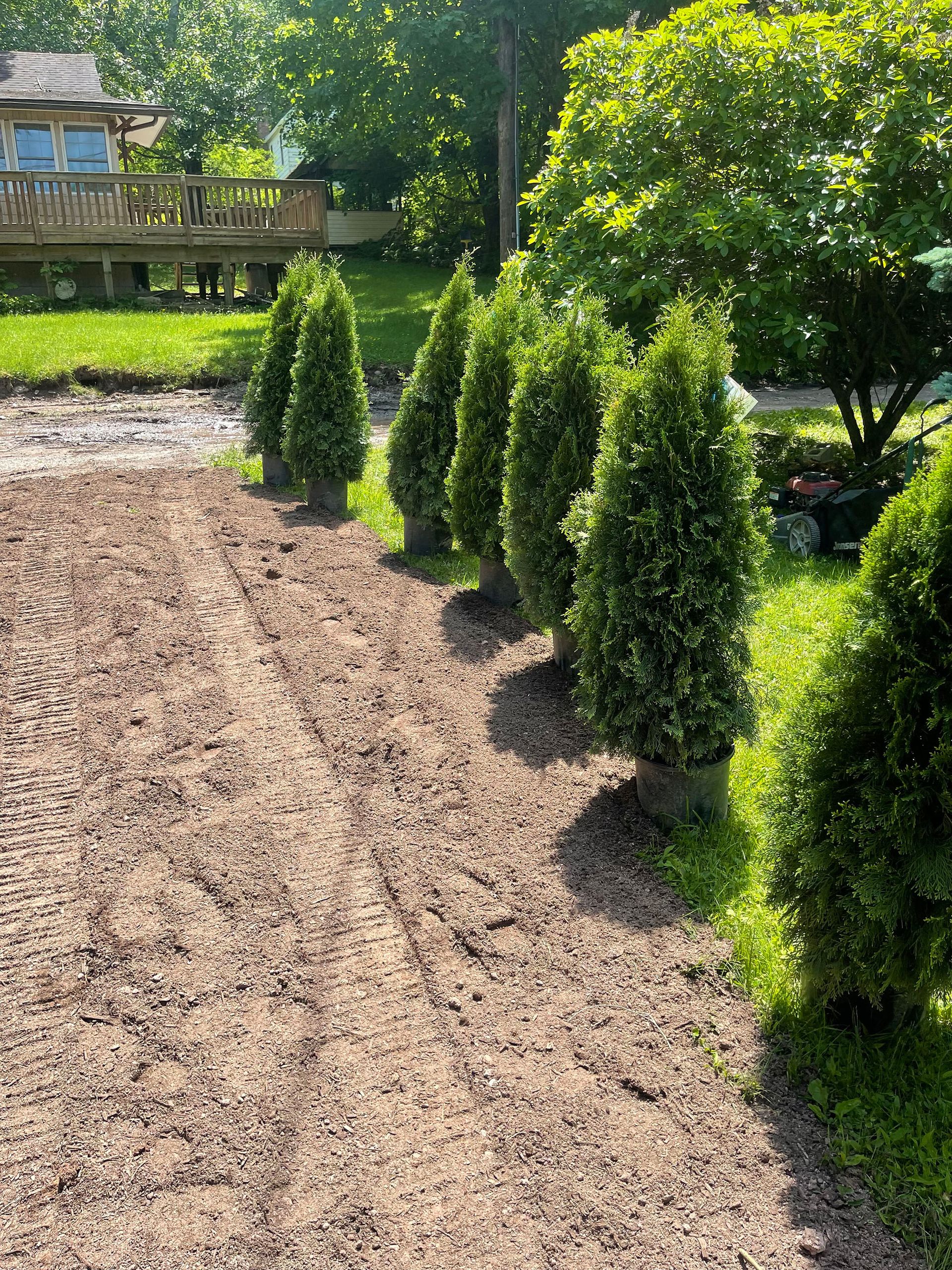 Row of young evergreen trees planted in prepared soil, sunny outdoor setting.