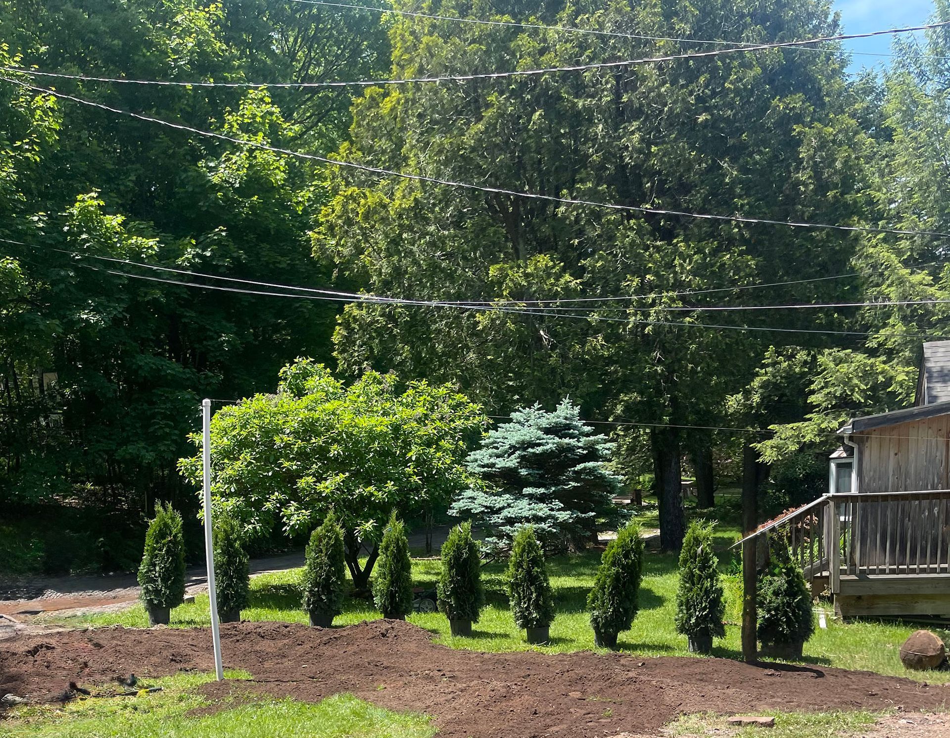 Row of newly planted evergreen trees in a garden bed, with mature trees and a house in the background.